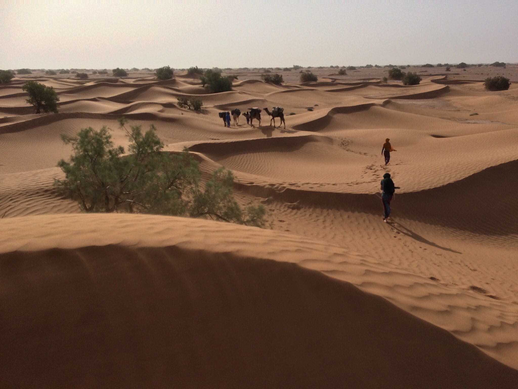 Trek Oasis & dunes du sud, 6 jours