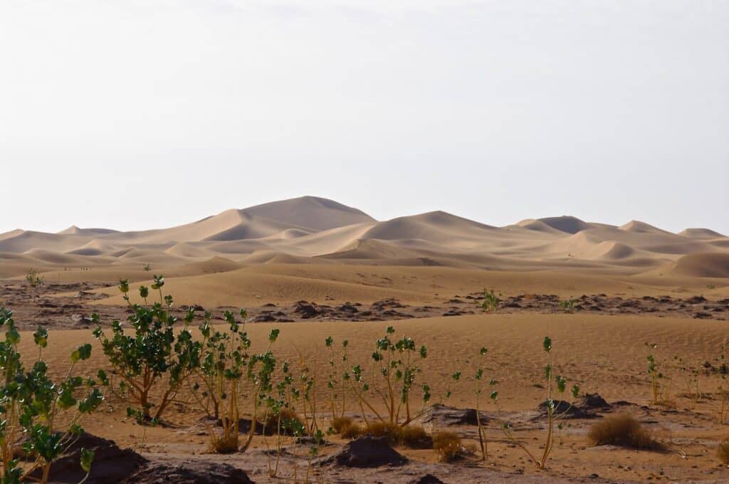 Dunes lointaines et buissons verts dans le désert marocain